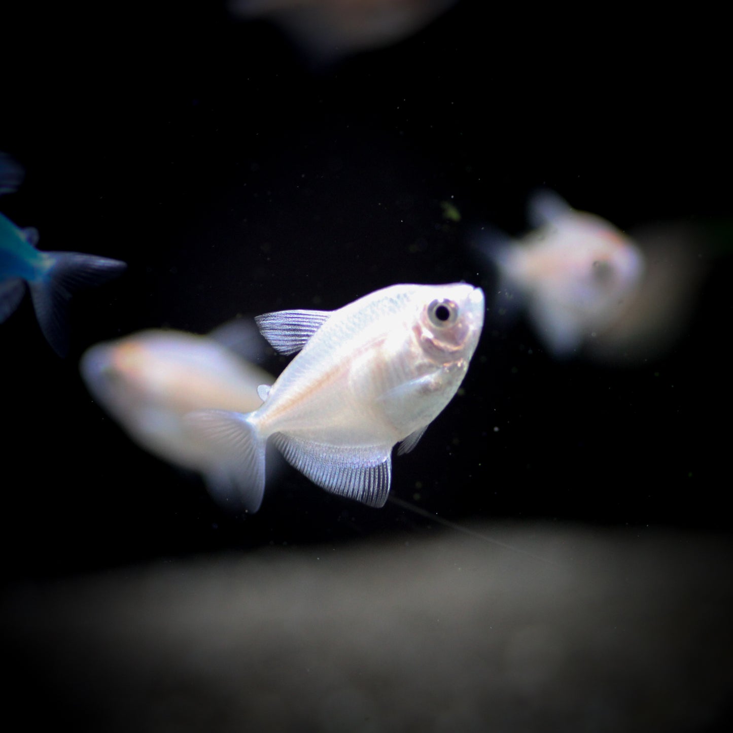 White Skirt Tetra