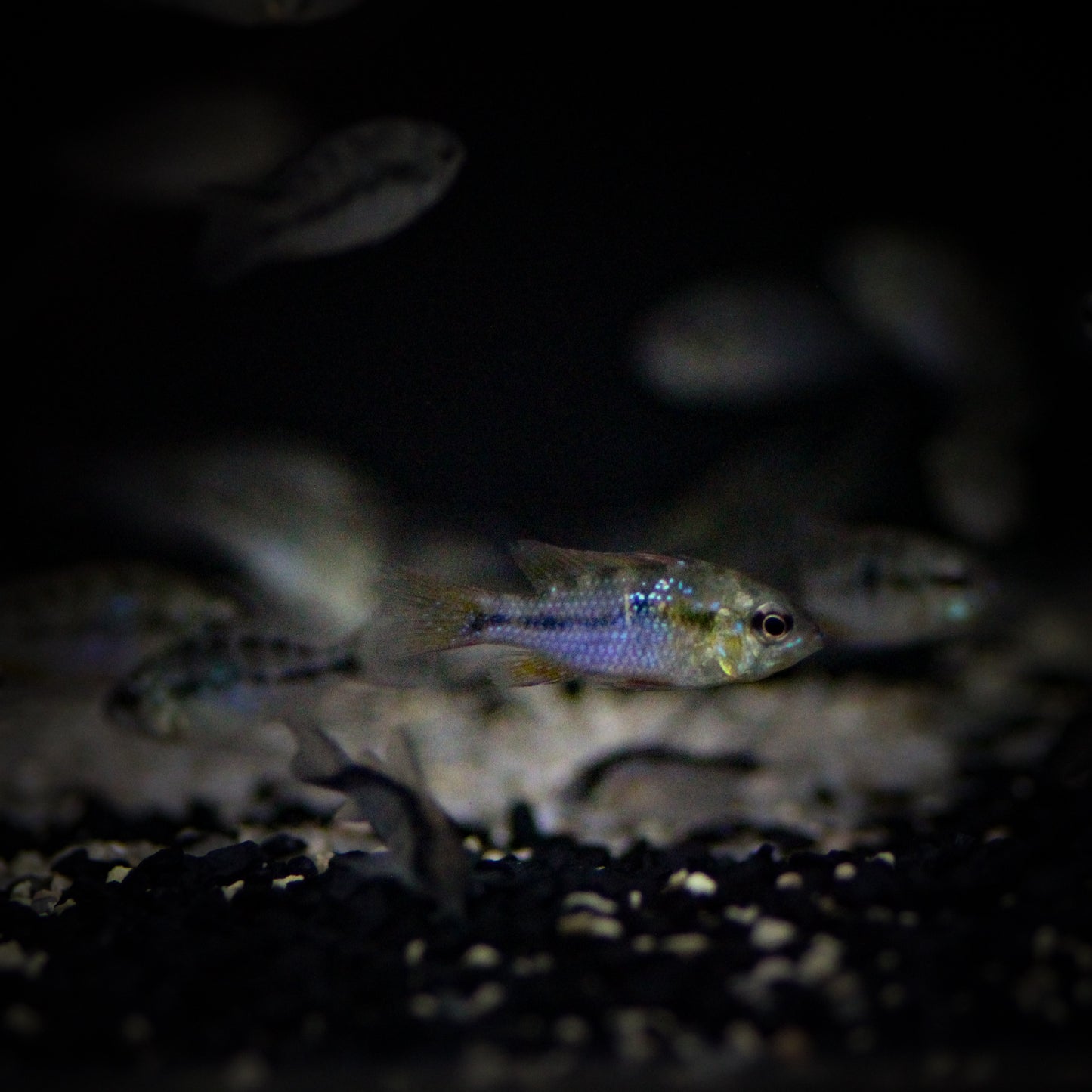 Wild Blue Ram (Microgeophagus Ramirezi)