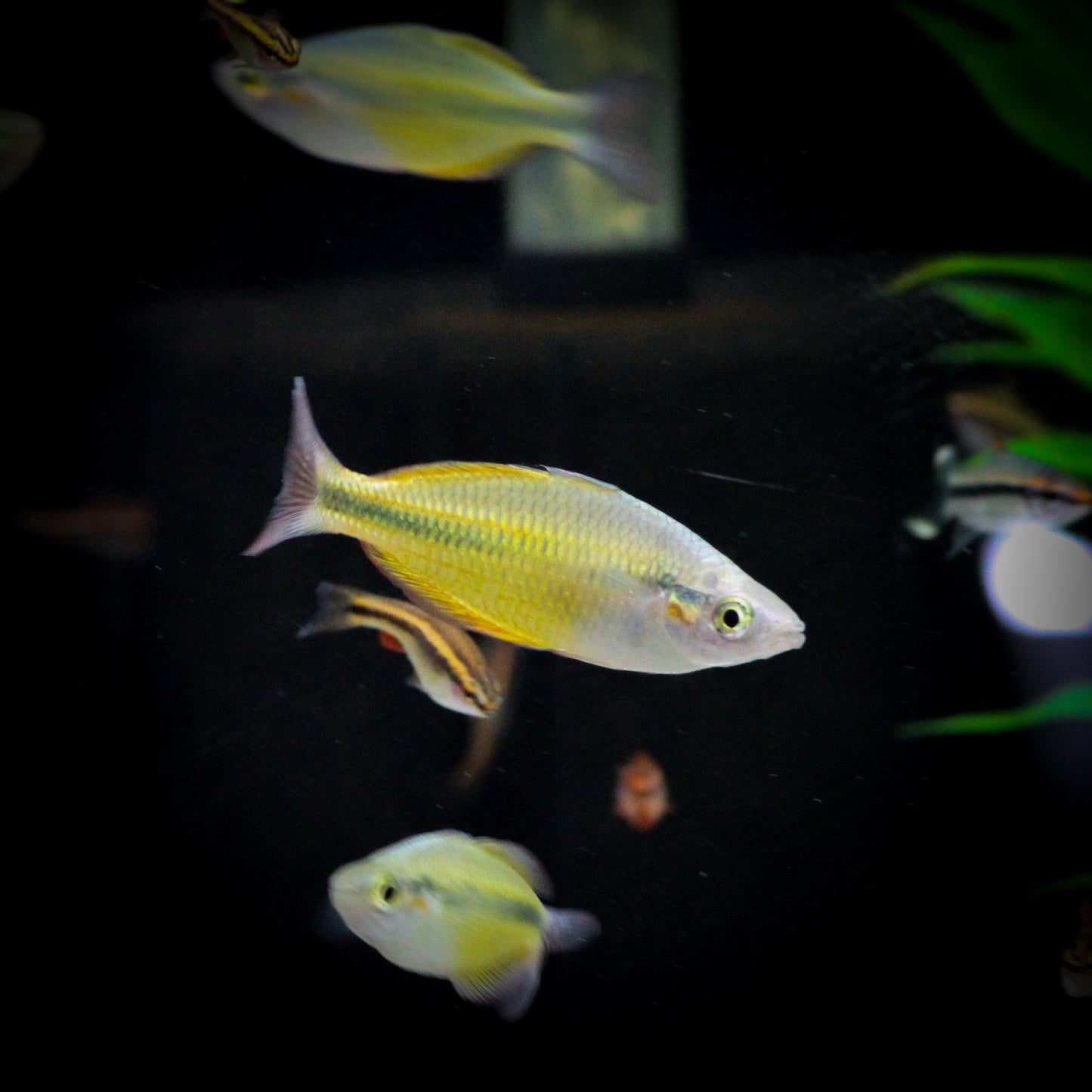 Yellow Rainbow