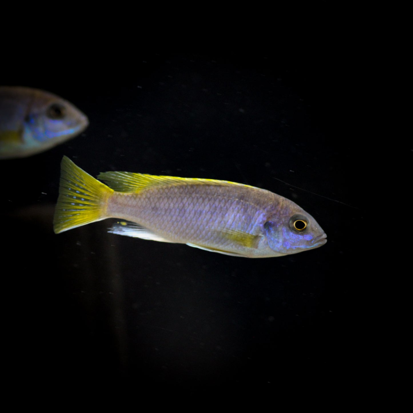 Yellow Tail Acei Cichlid (Pseudotropheus sp. "acei")