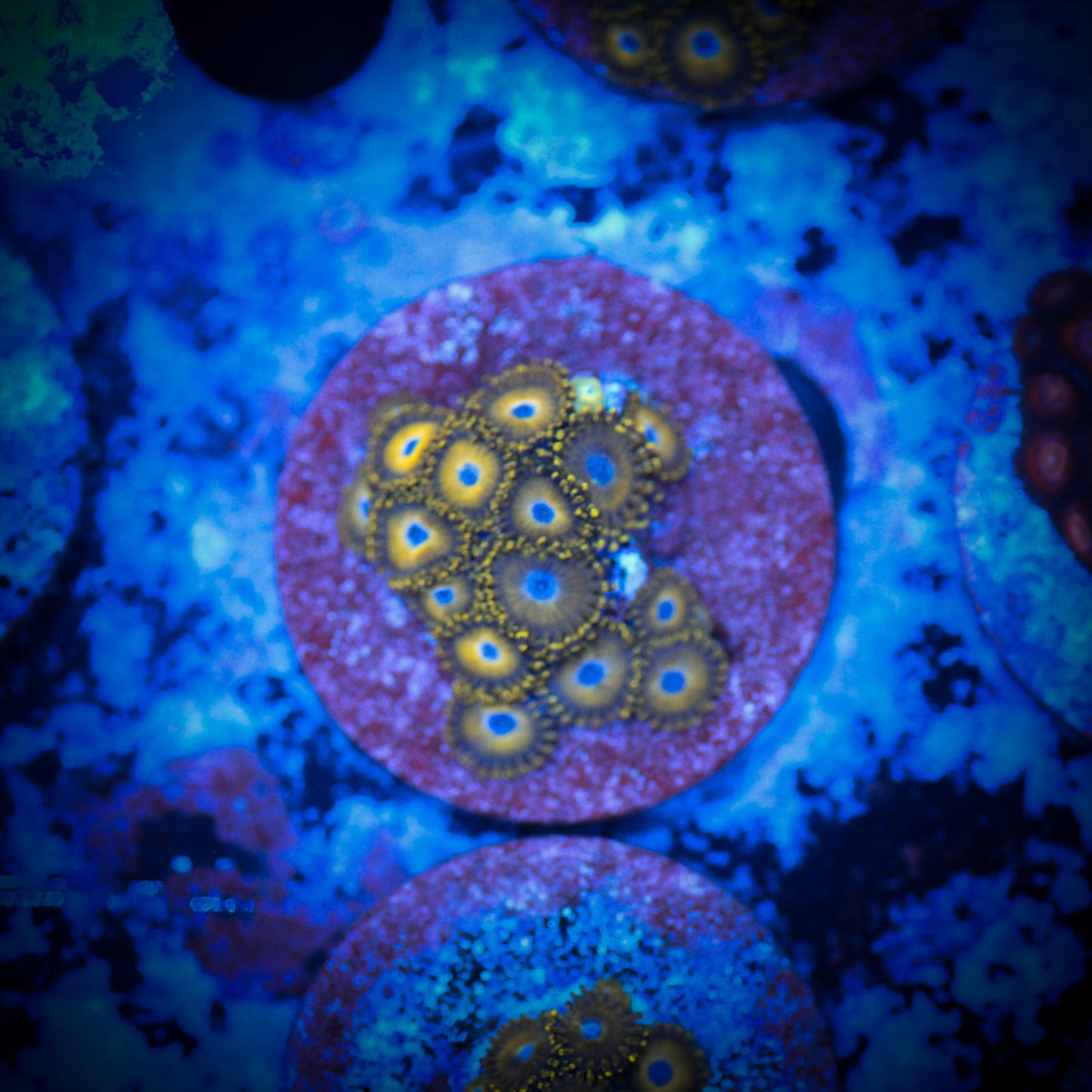 Reverse Pikachu Zoa