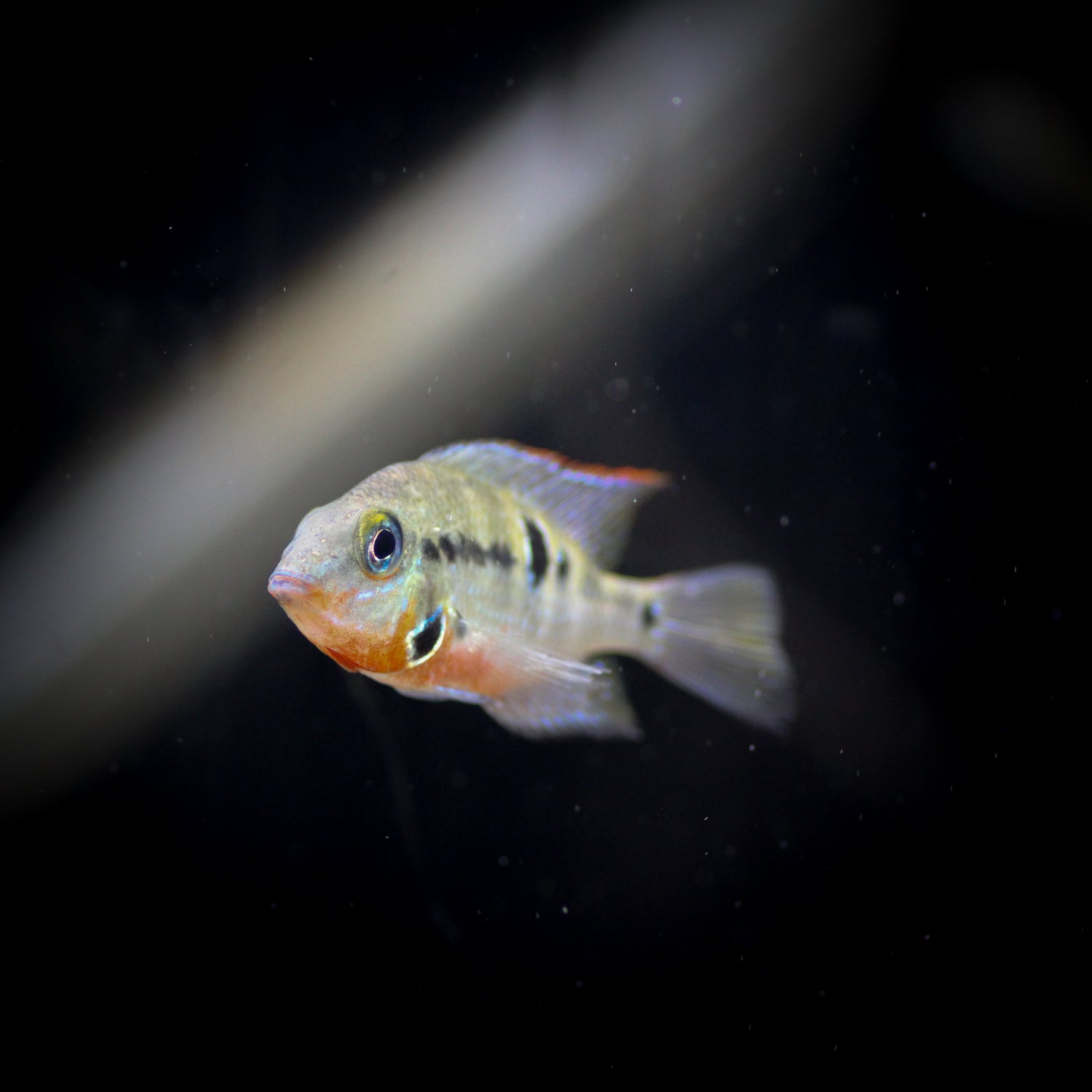 Central American Cichlid
