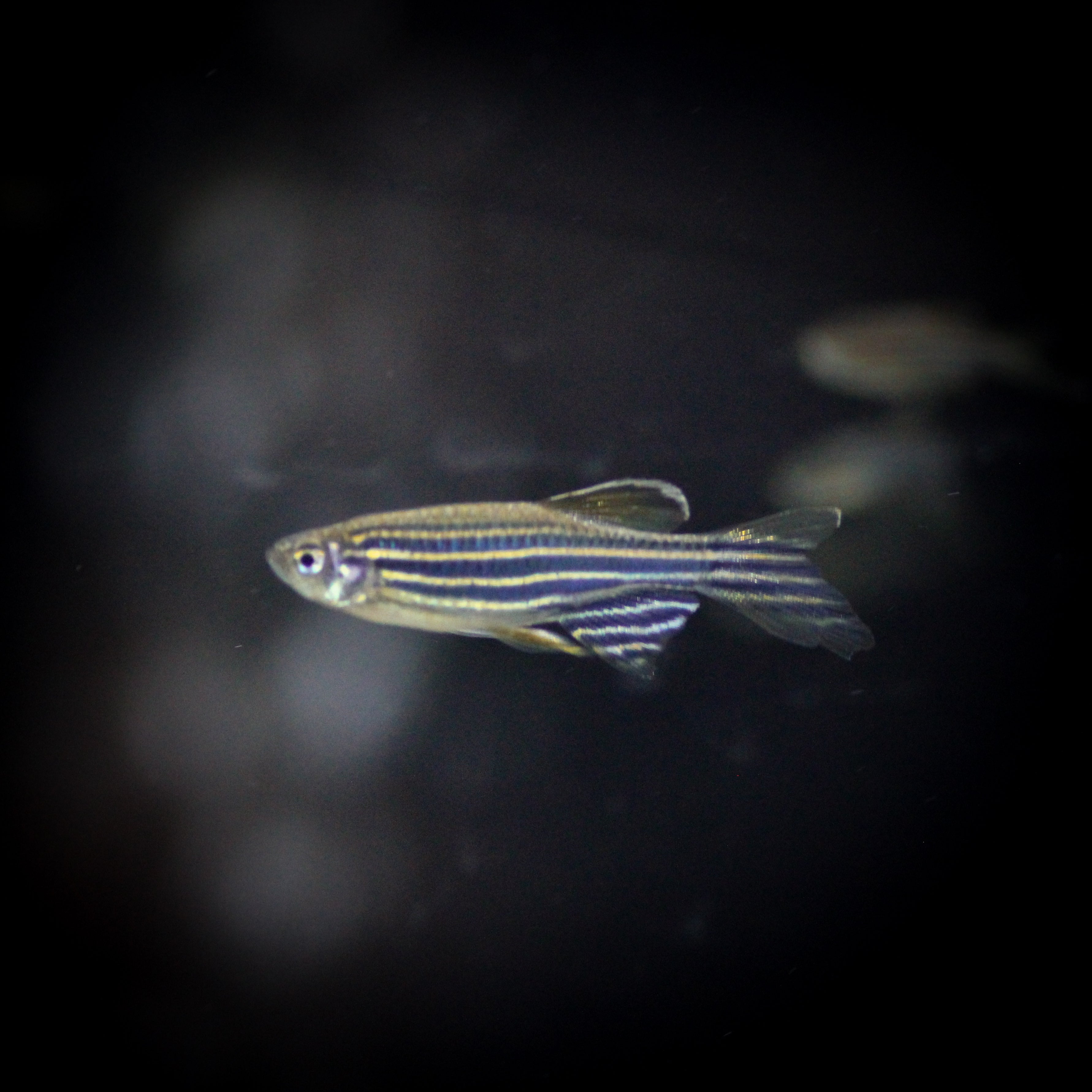 Danio and Rasbora – ShopHAW