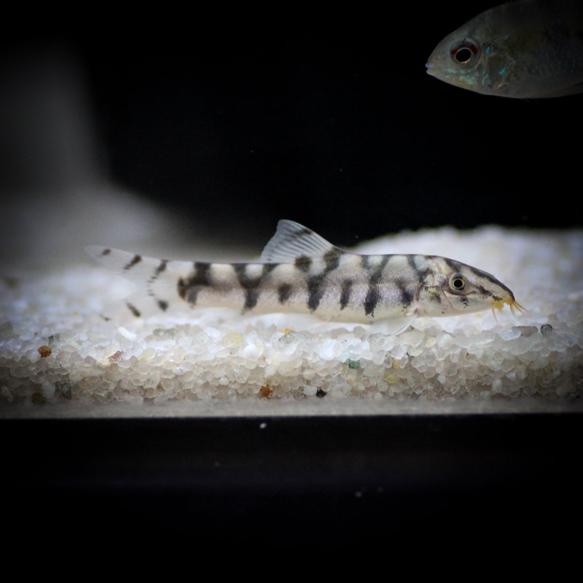 FISH – ShopHAW
