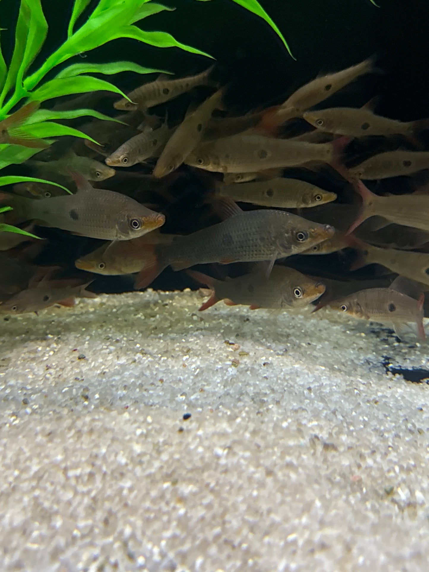 Pseudanos Gracilis