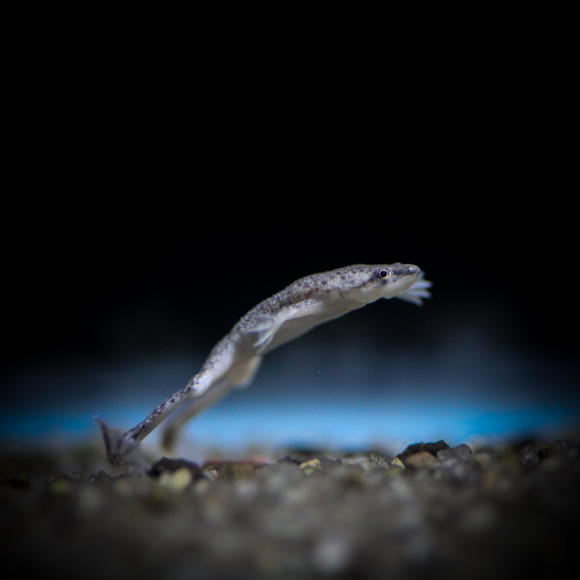 African Dwarf Frog