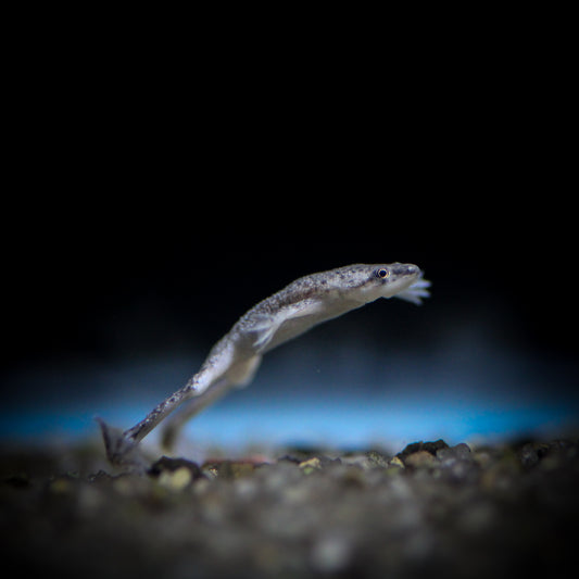 African Dwarf Frog