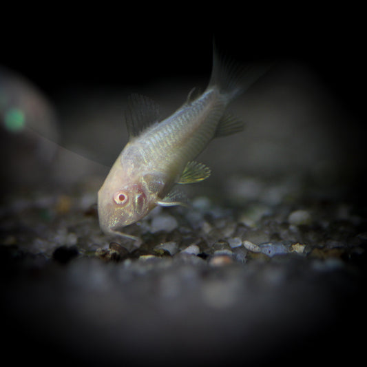 Albino Corydoras (Corydoras Aeneus)