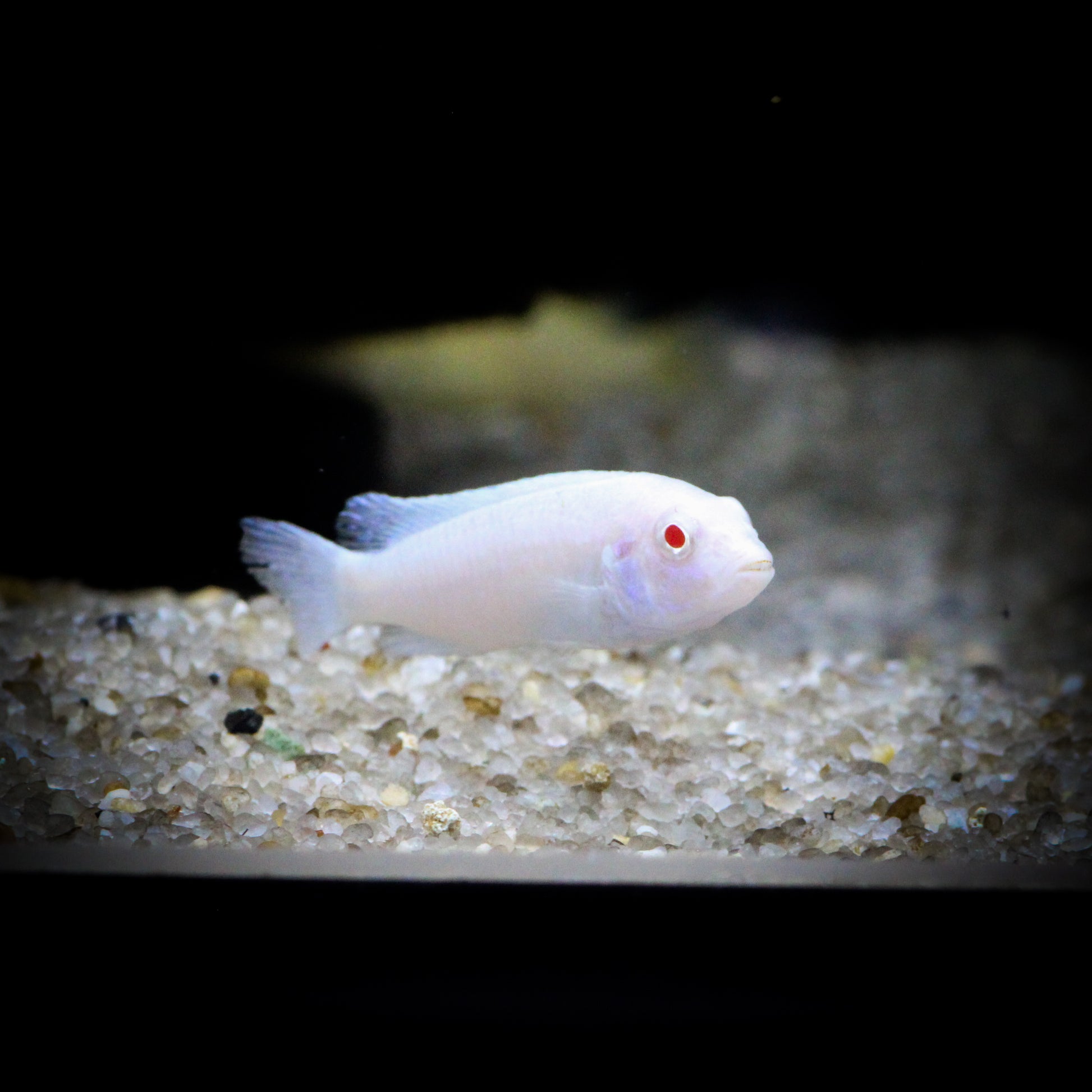 Albino Socolofi Cichlid