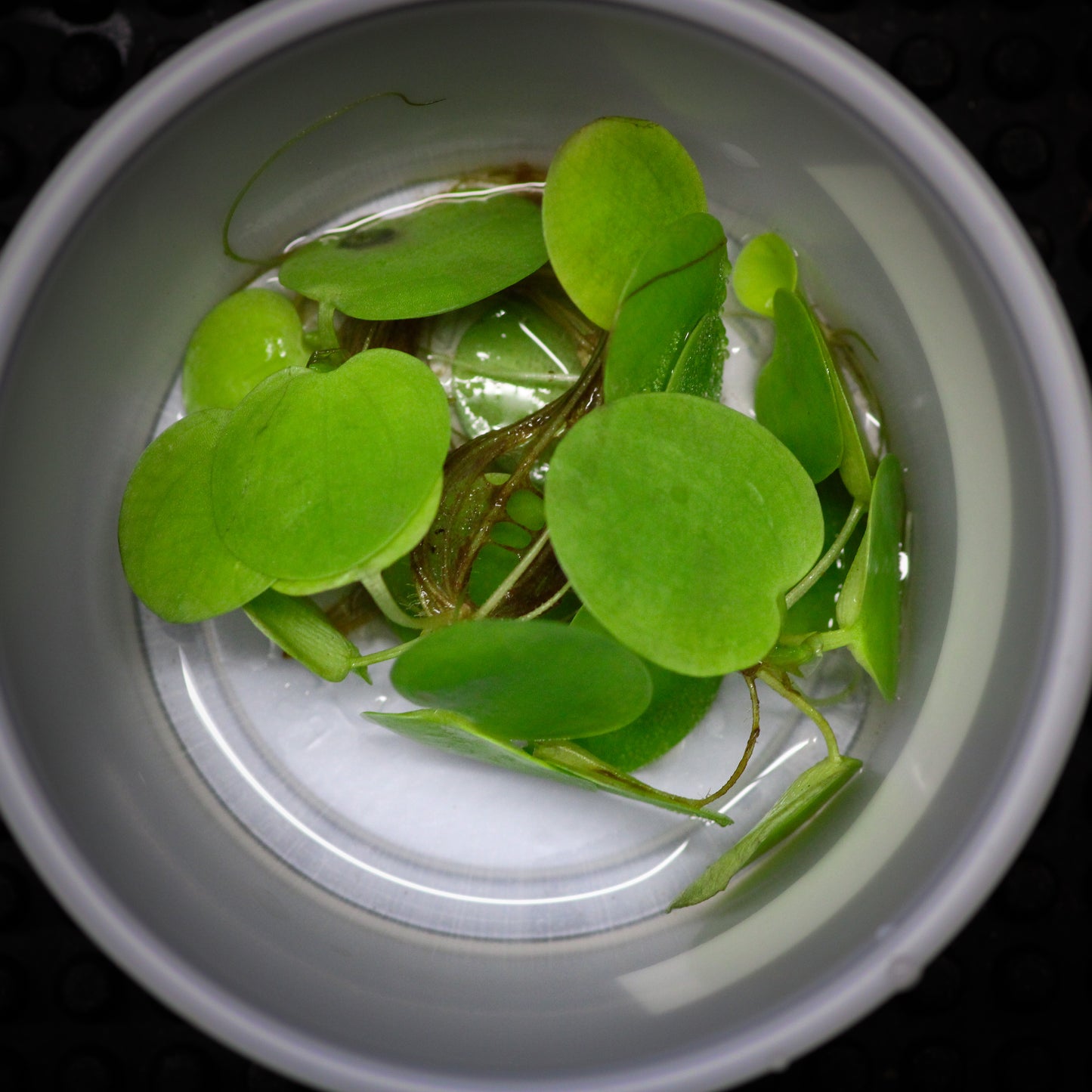 Amazon Frogbit (Limnobium laevigatum)