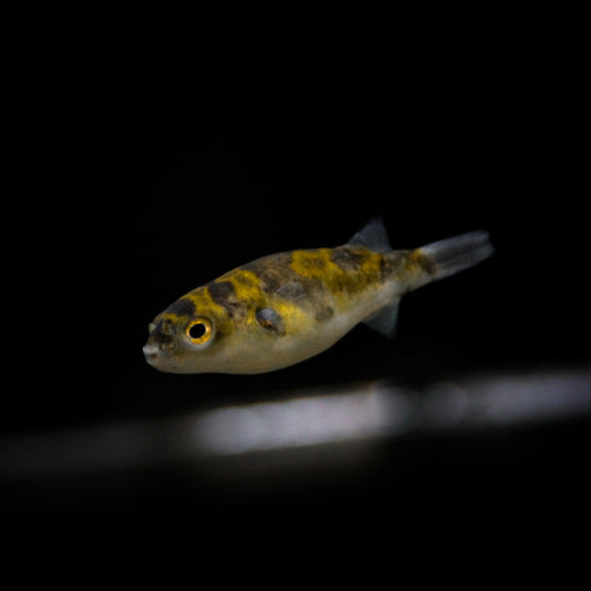 Amazon Puffer (Colomesus Asellus)