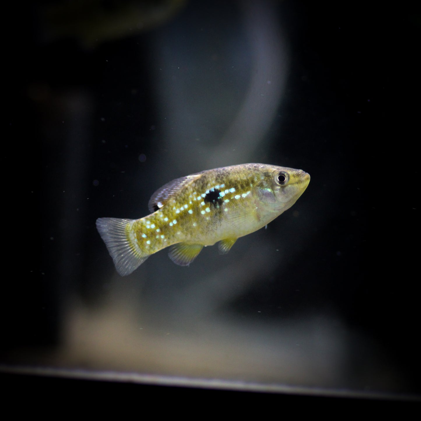 America / Florida Flag Fish