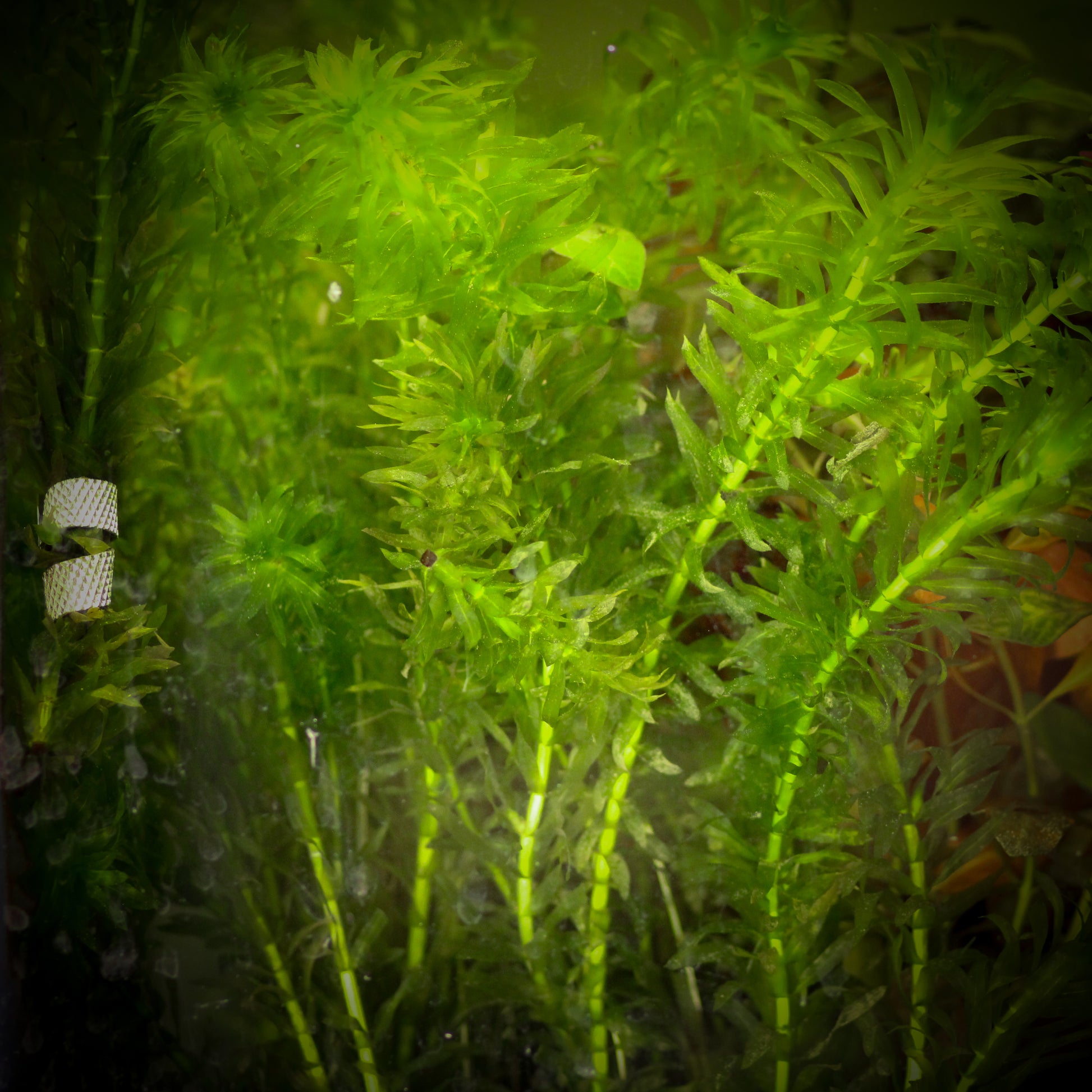 Anacharis (Egeria Densa)