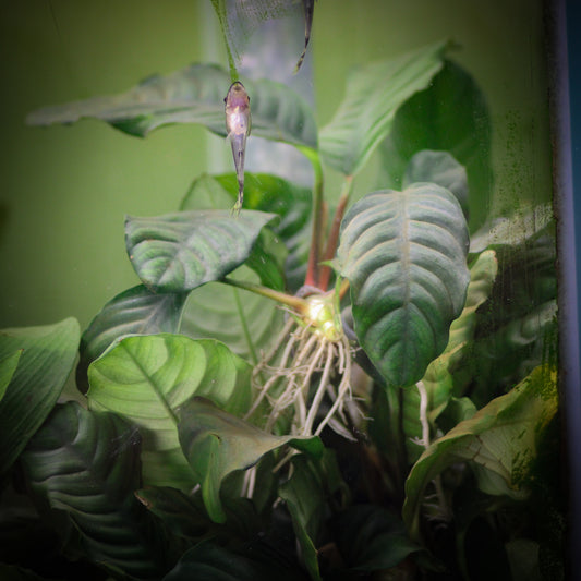 Anubias Coffeefolia (Anubias Barteri 'Coffeefolia')