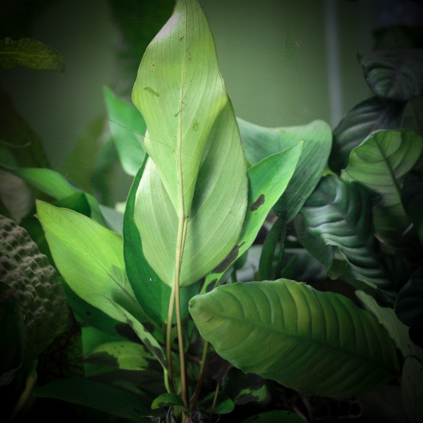 Anubias Hastifolia (Anubias Hastifolia)