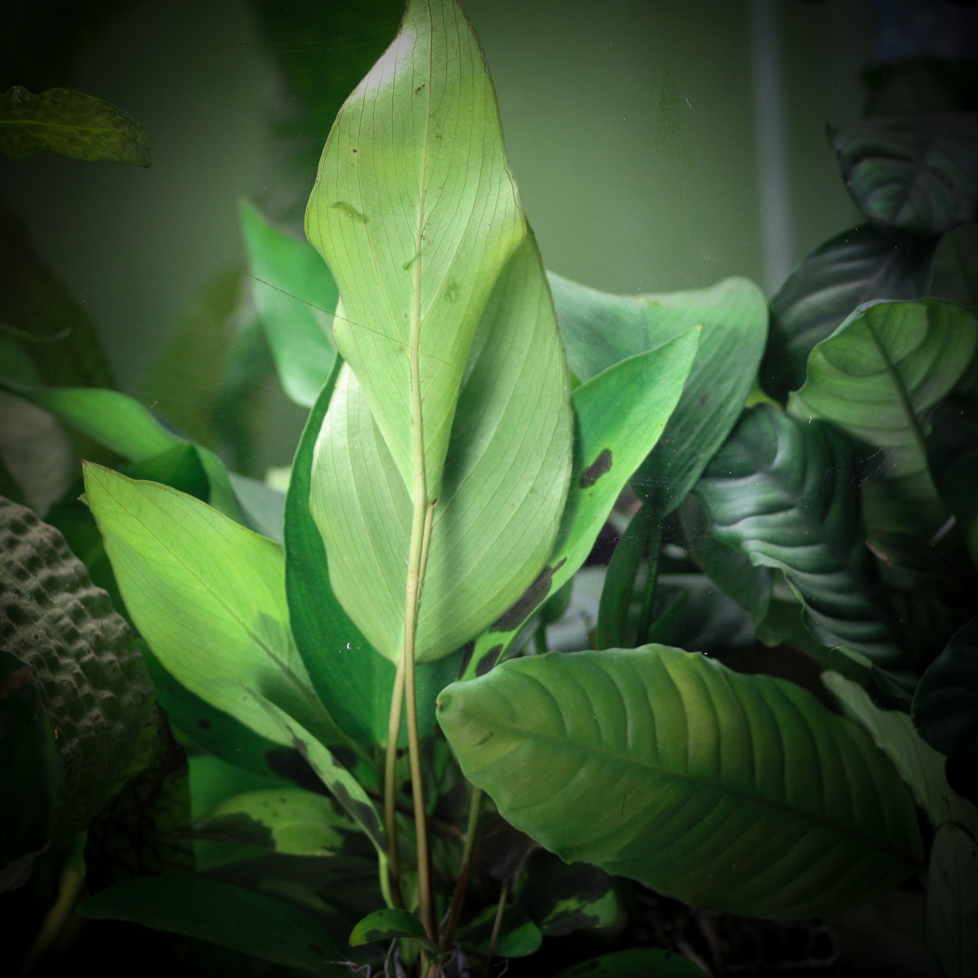 Anubias Hastifolia (Anubias Hastifolia)