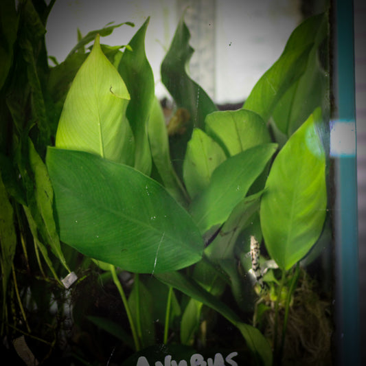 Anubias Nancon (Anubias 'Nancon')
