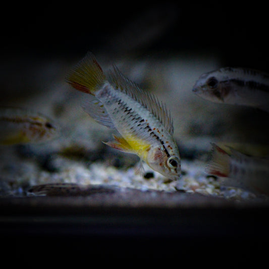 Apistogramma Macmasteri