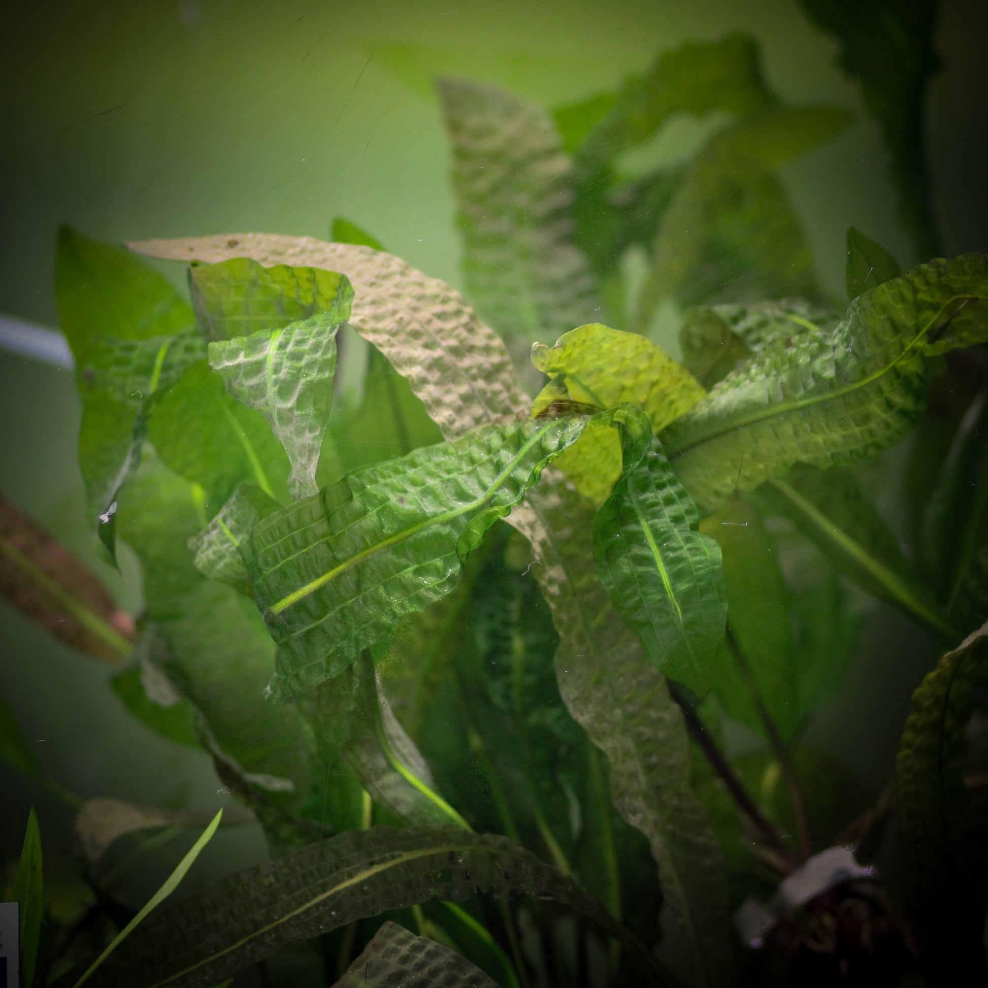 Aponogeton Boivinianus