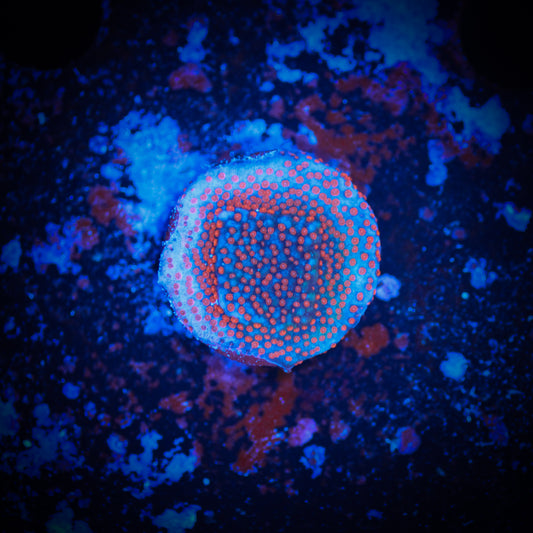 Aquaman Montipora
