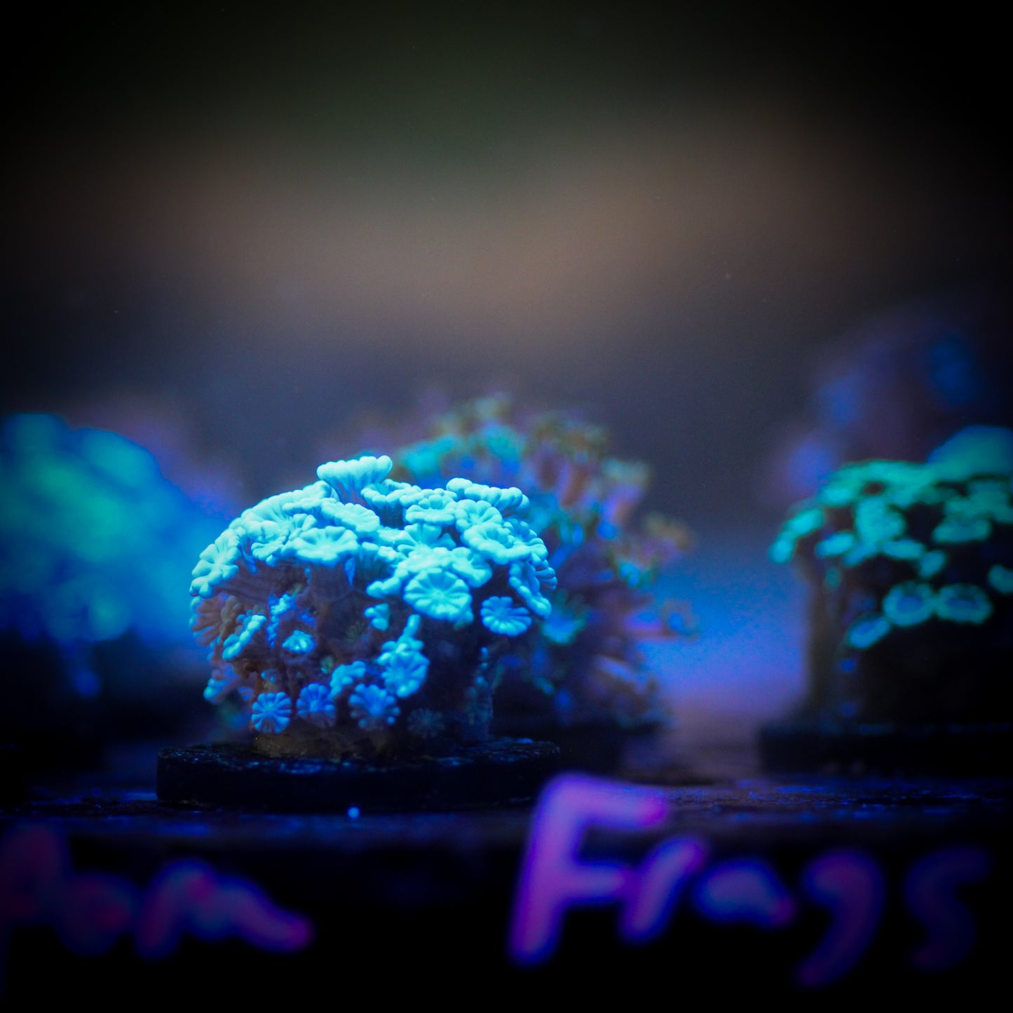 Assorted Alveopora