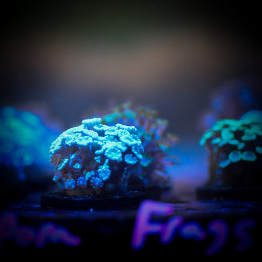 Assorted Alveopora