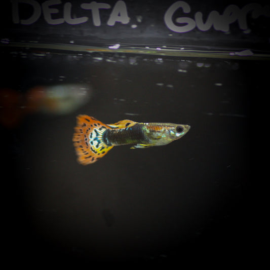Assorted Delta GuppyM