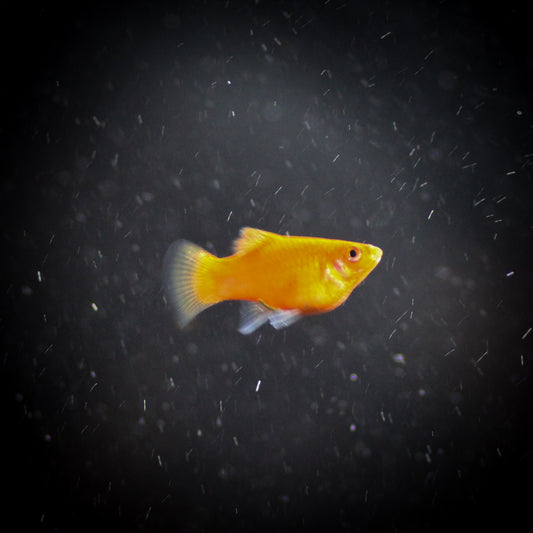 Assorted Platy