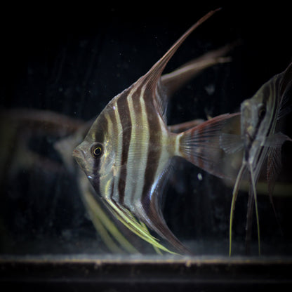 Atabapo Altum Angel (Pterophyllum Altum)