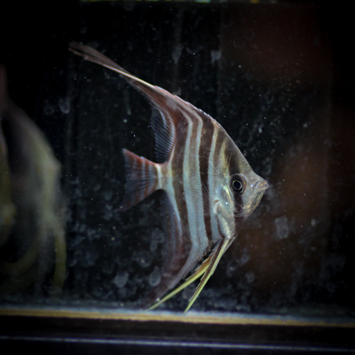 Atabapo Altum Angel (Pterophyllum Altum)2