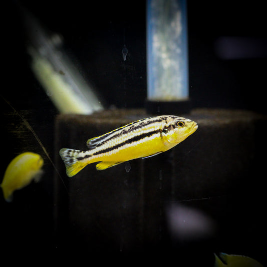 Auratus Cichlid