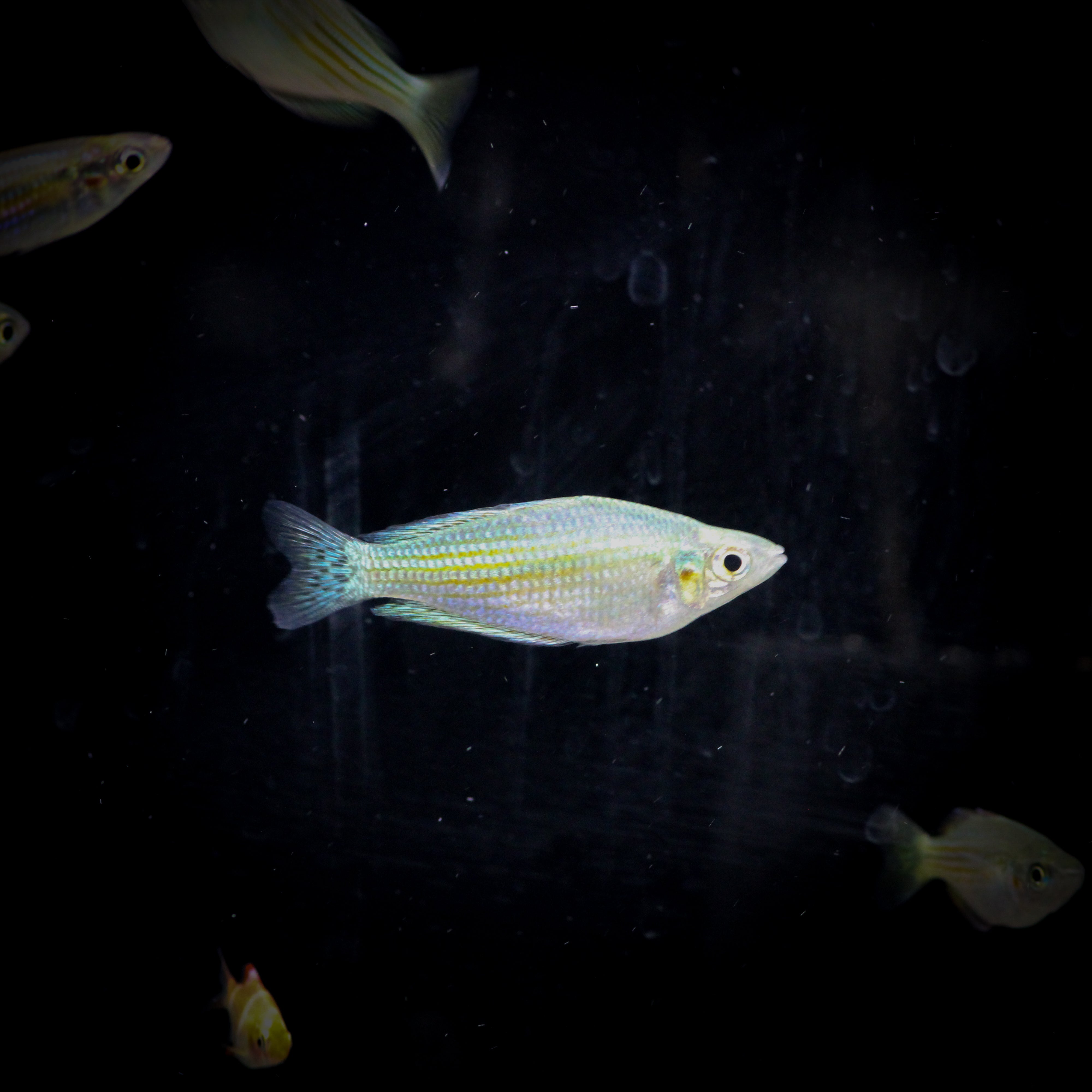 Australian Rainbow – ShopHAW