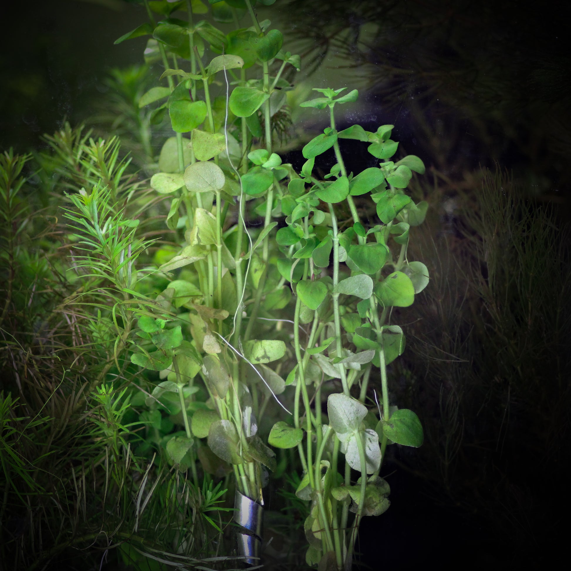 Bacopa Australis (Bacopa Australis)