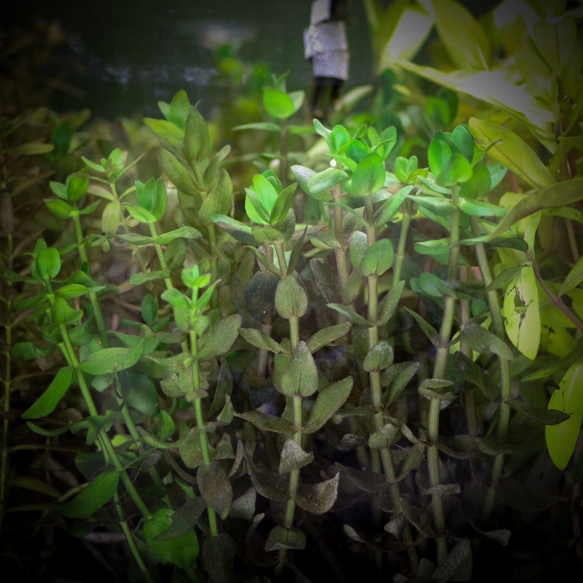 Bacopa Caroliniana (Bacopa Caroliniana)