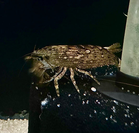 Bamboo Shrimp (Atyopsis spinipes)