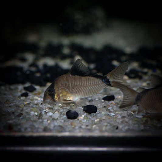 Bandit Corydoras (Corydoras Metae)