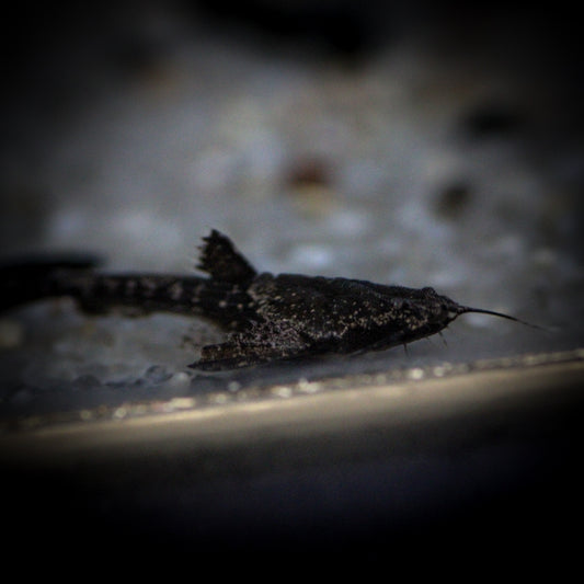 Banjo Catfish (Bunocephalus Coracoideus)