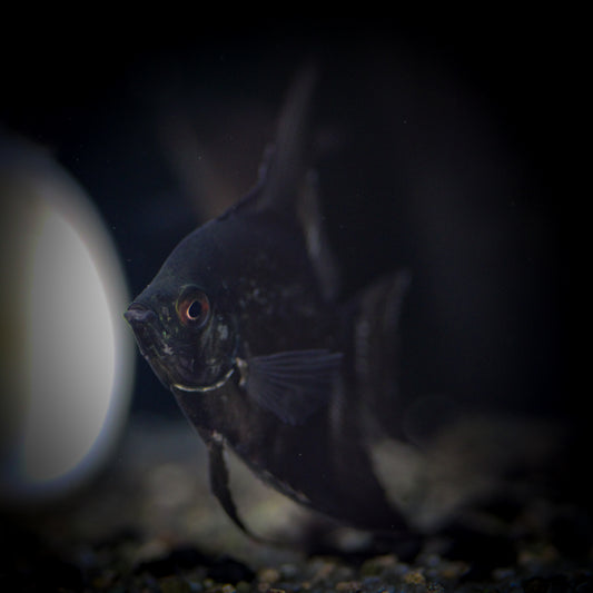 Black Angel (Pterophyllum Sp.)