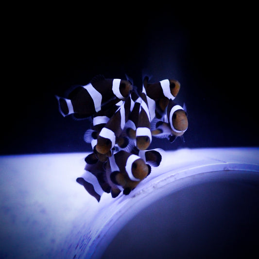 Black Darwin Clownfish