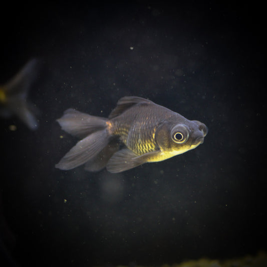 Black Moor Goldfish