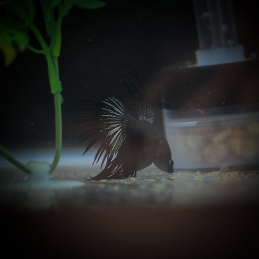 Black Orchid Crowntail Betta