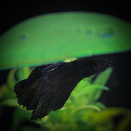 Black Orchid Halfmoon Betta