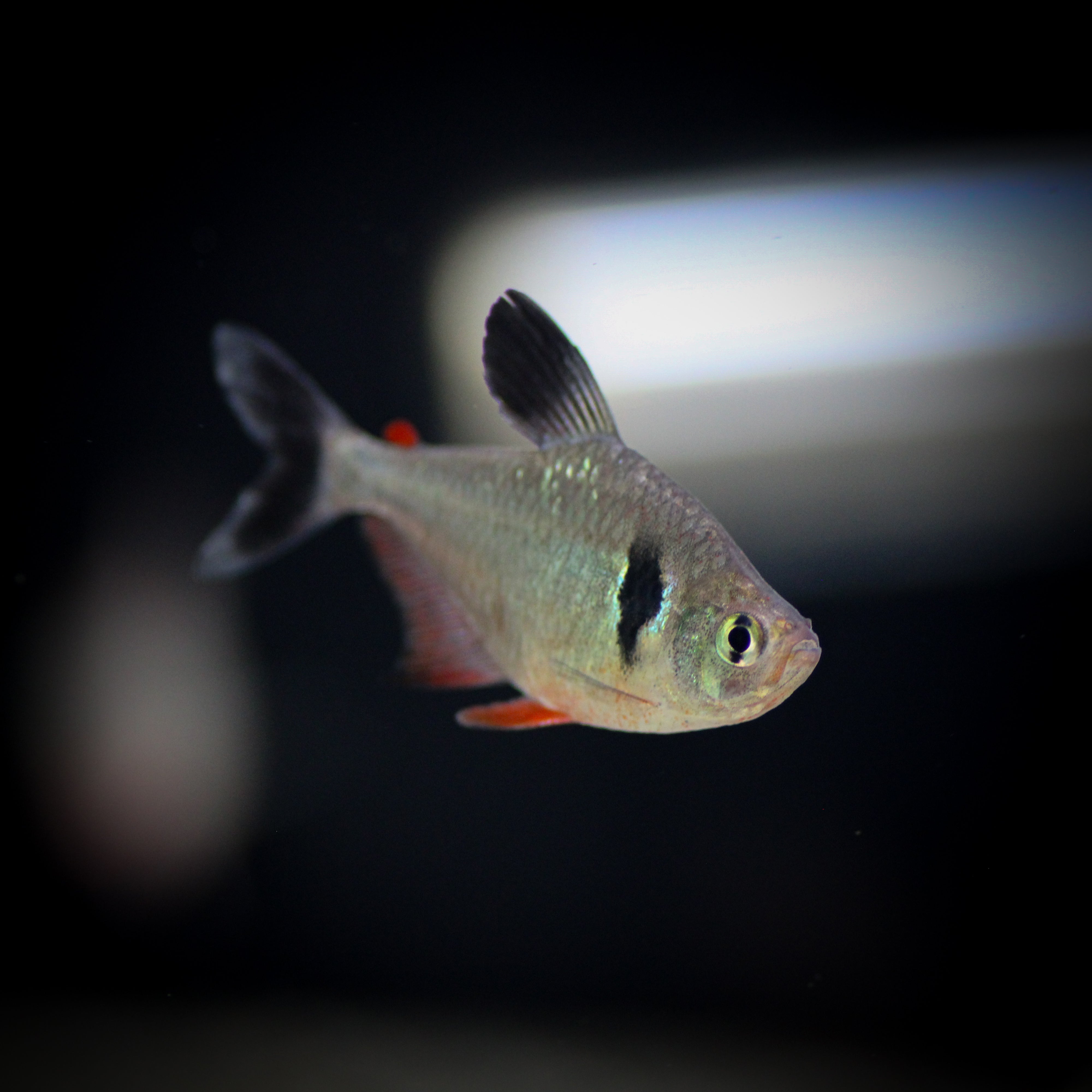 Tetras at ShopHAW.com