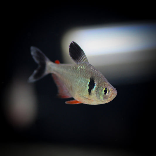 Black Phantom Tetra