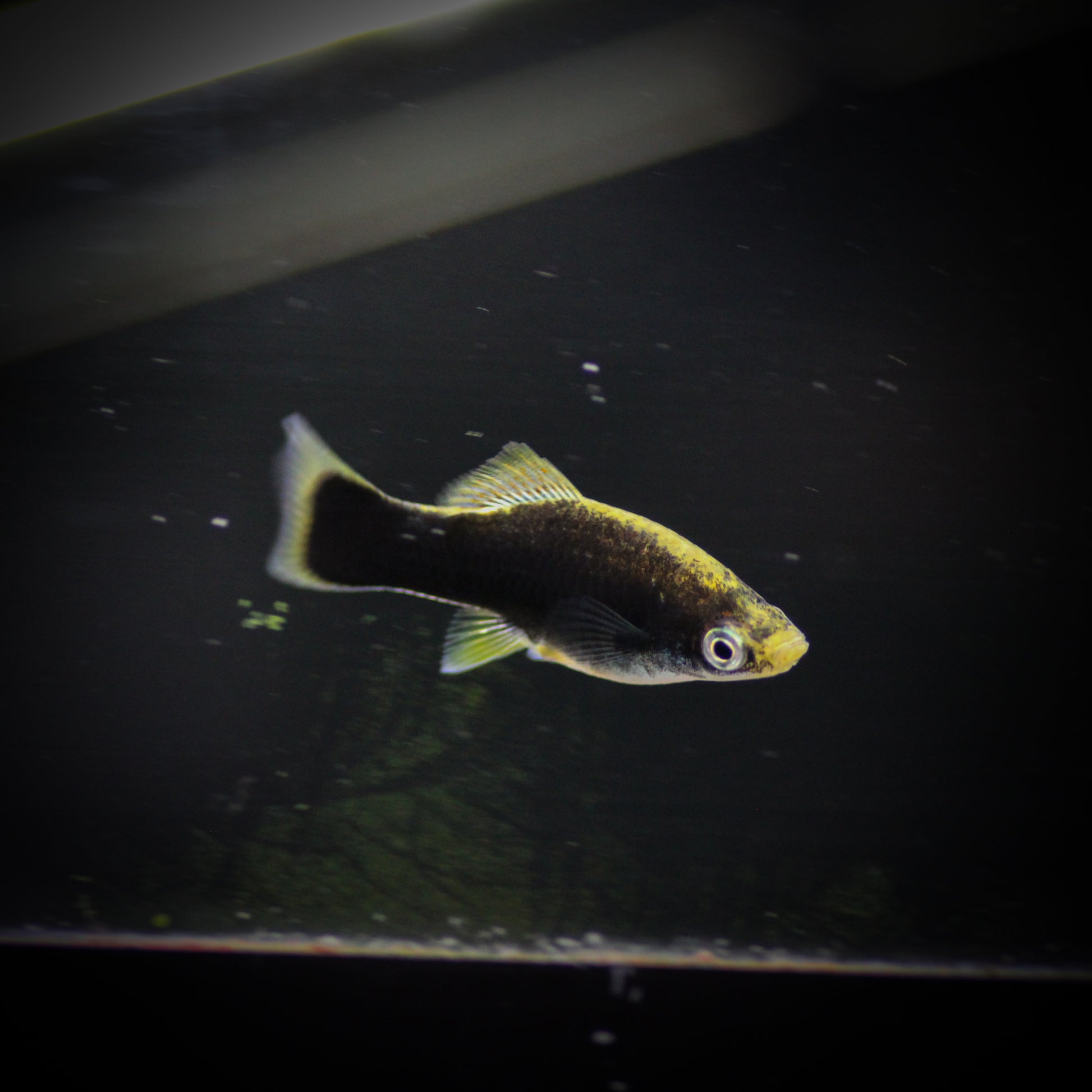 Black Swordtail
