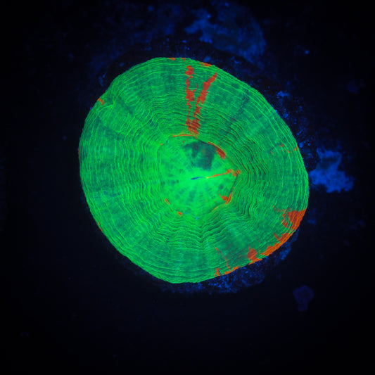 Bleeding Apple Scolymia