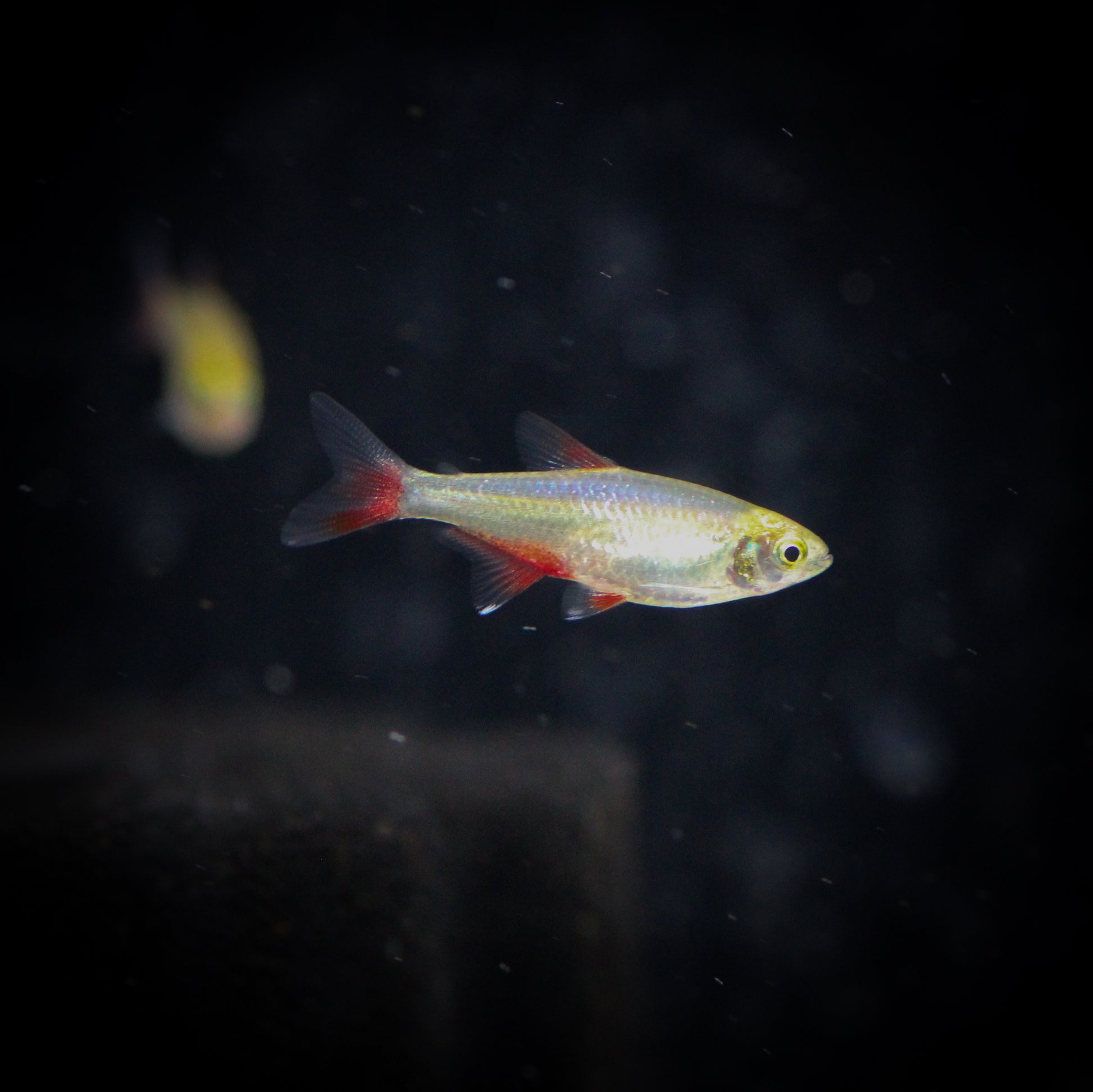 Bloodfin Tetra