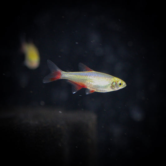 Bloodfin Tetra