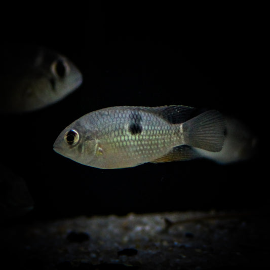 Blue Acara (Andinoacara Pulcher)