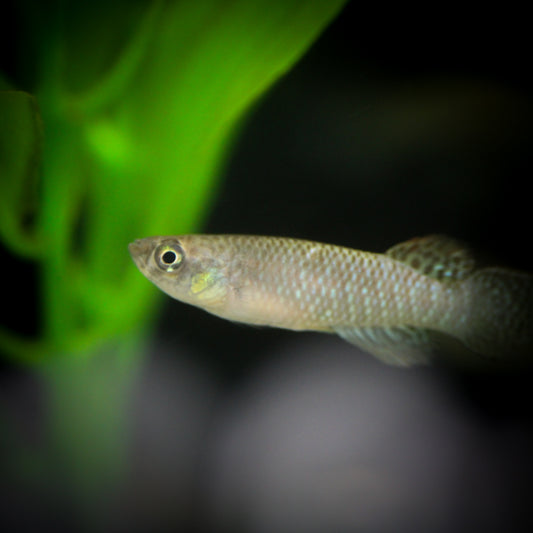 Blue Colombian Killifish (Gnatholebias Zonatus)